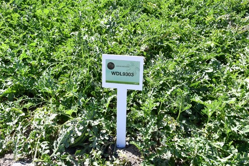 WDL9303, la novedad en sandía Jubilee de Syngenta.