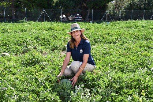 Isabel María Díaz, técnico comercial para sandía, lechuga, brásicas y espinacas de Syngenta, con la novedad WDL9303.