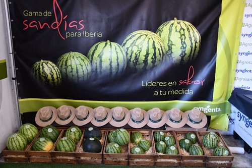 Parte de la amplia gama de sandías de Syngenta y Zeraim Ibérica.