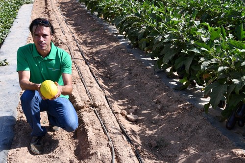 La variedad de melón amarillo AR-30302.