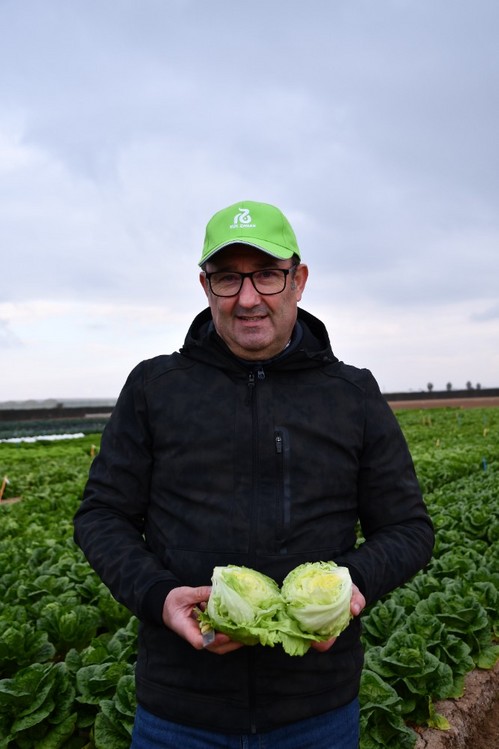 José Luis Saiz, account manager de Rijk Zwaan mostrando una nueva variedad de lechuga Knox