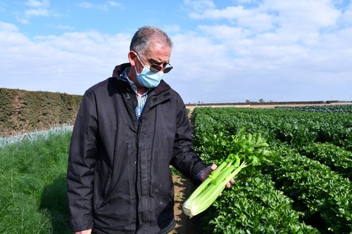 Santiago Gastón de Iriarte, especialista de cultivo de apio de Rijk Zwaan