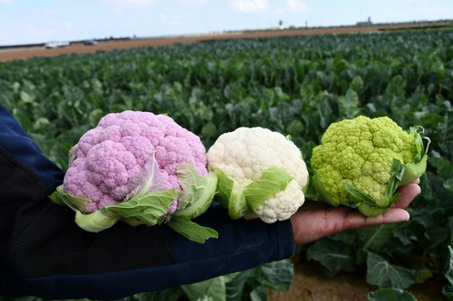 Coliflores en varios colores