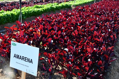 La remolacha Amarena destaca por su color rojo intenso y bonito, muy uniforme y con excelente vigor.
