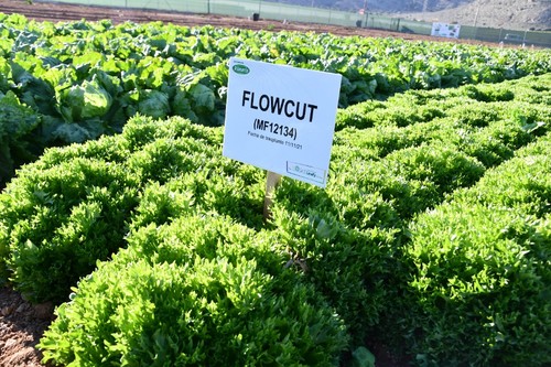 La multileaf Flowcut destaca por su completo paquete de resistencias y alto rendimiento.