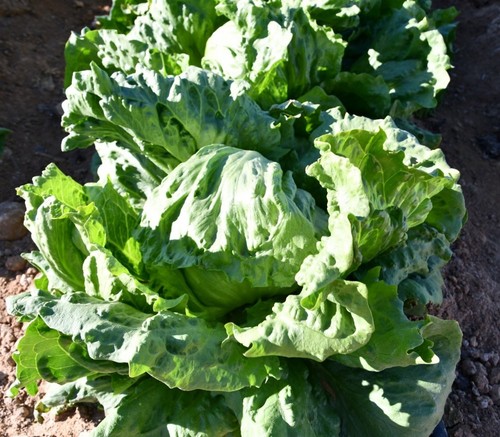 Torimbia es una variedad de iceberg que destaca por su gran calibre y alta resistencia a Br: 16-37 y Nr (0).