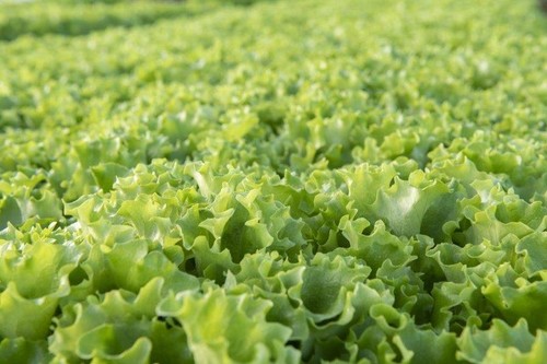Lechuga baby leaf batavia vigorosa con resistencia a Br: 16-37 y Nr (0) y alto rendimiento.
