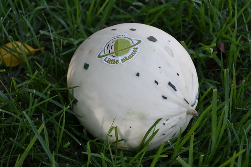 Melón de formato pequeño y llamativo.