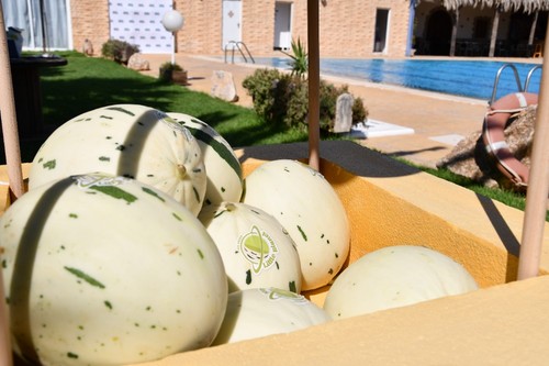Little Planet es una nueva variedad que se alza como nueva opción para recuperar el consumo de melón.