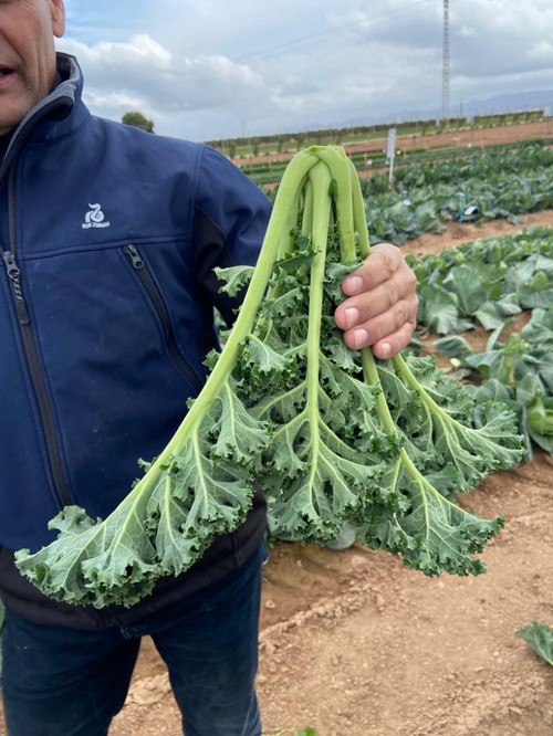 Karillo RZ, el kale indicado para recolección mecánica que destaca por su excelente sabor dulce.