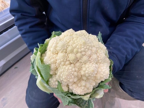 La nueva romanesco de Navidad que destaca por su color blanco