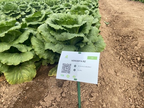 Verodita RZ, lechuga que se caracteriza por ser crujiente y dulce y por su textura y jugosidad