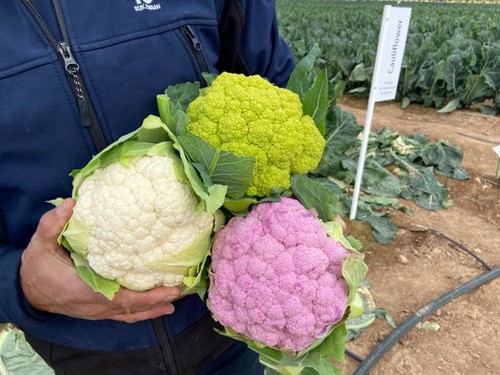Campohana RZ, Vitaverde RZ y Lavender, las coliflores más características de Rijk Zwaan