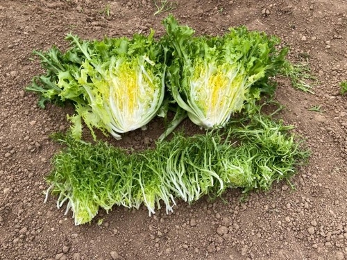 Diferencia entre una lechuga recolectada por pieza o de forma mecanizada