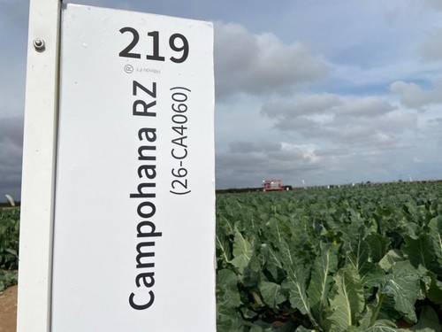 Coliflor de excelente forma y sabor, Campohana RZ.