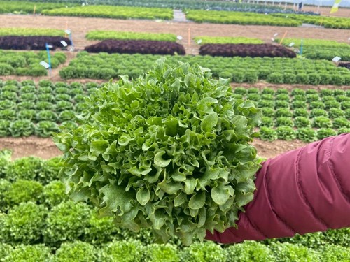 Variedad Crystal verde 44-CL1573 RZ Knox