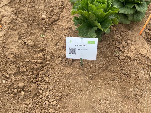 Calesita, lechuga que está dentro de la familia Crunchy Cos