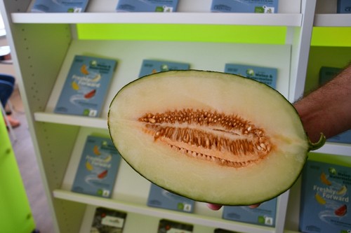 La nueva variedad 34-PS0004 de piel de sapo destaca por su pepitero naranja