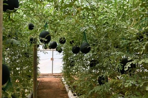 Cultivo vertical de Corellana RZ, primera sandía dentro del concepto Candy Ball