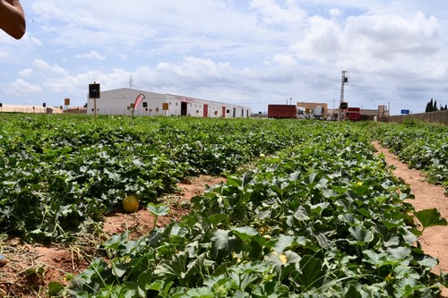 Vista del campo de ensayo en la sede de la casa de semillas en Cartagena.