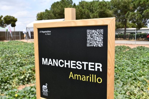 Manchester es una variedad de melón amarillo estrella para cultivo protegido.