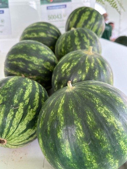 La variedad 50043, que saldrá al mercado el próximo año, cuenta con alta resistencia a oídio.