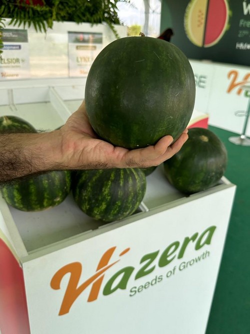 Variedad Lynx.