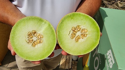 Bristol es la gran novedad en melón galia larga vida