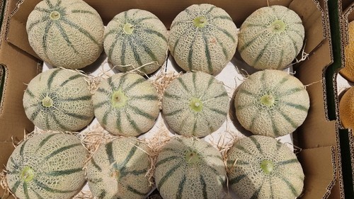 Frutos homogéneos