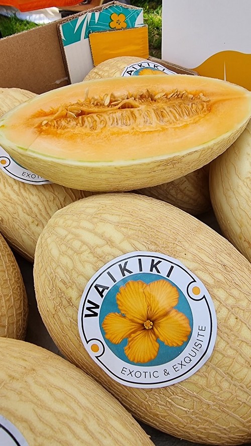 Waikiki es un melón altamente apreciado en el mercado de Portugal.