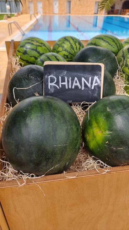 Rhiana es una sandía negra válida para invernadero y ciclo temprano al aire libre.