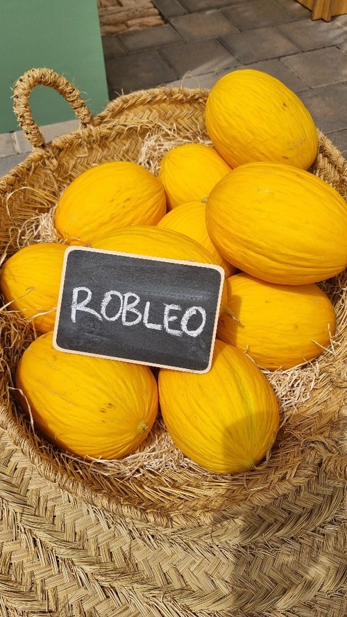 Robleo es la variedad estrella en melón amarillo.