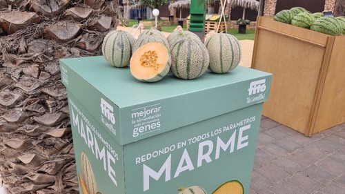 Marme es un cantaloup larga vida, para trasplantes de la primera quincena de abril.