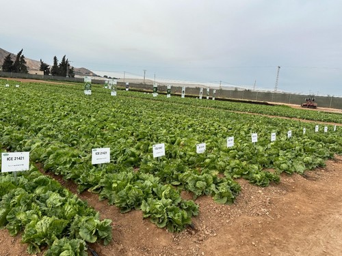 Parte de las variedades de lechuga que Vilmorin-Mikado mostró en su finca de San Cayetano, Murcia.