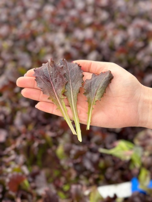 Su baby leaf Girouette será comercial el próximo año. Buena textura de la hoja, muy gruesa, lo que lleva a un alto rendimiento, dando muchos kilos en campo.