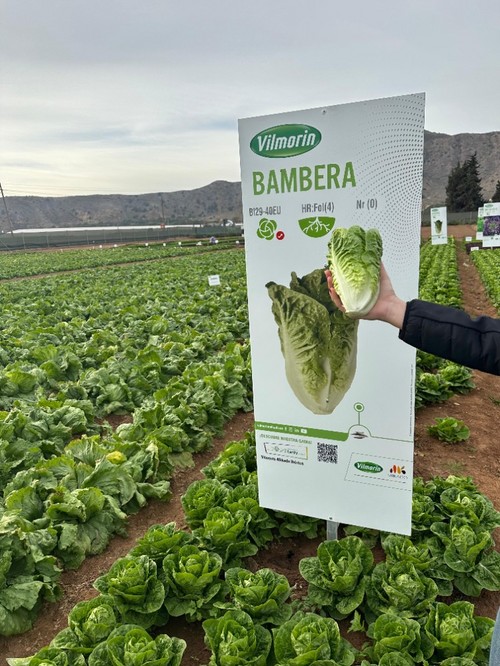 Apta para trasplantes de otoño tardío, invierno.  Su buen calibre en invierno, la elevada resistencia a Bremia y su tolerancia a tip burn y espigado hace de una variedad muy plástica y con alto rendimiento.