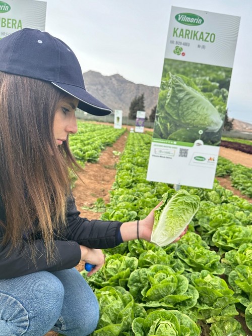 Variedad de mini romana con un poco más de vigor que Bambera y Kuduro y que viene bien a aquellos que buscan un formato más alto o que cultiven en una zona más fría. Resistencia completa Bremia (Bl):29-40EU y Nasonovia.