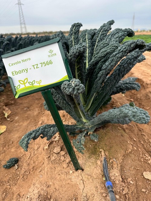 Variedad Éboli, también más homogénea.