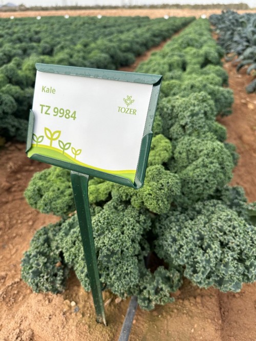 Con más de 10variedades, se encuentran en fase precomercial. La empresa está centrada en variedades teen, para recolección mecánica.
