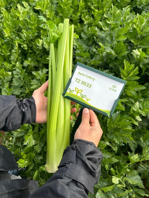 Variedad precomercial de apio de Tozer.