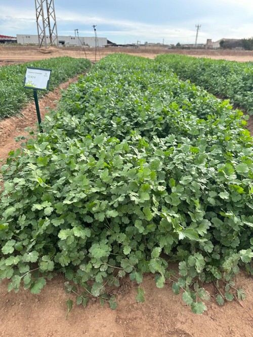 Variedad de cilantro TZ 9214.
