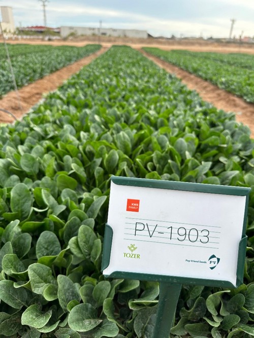 Nueva variedad con mayor vigor.