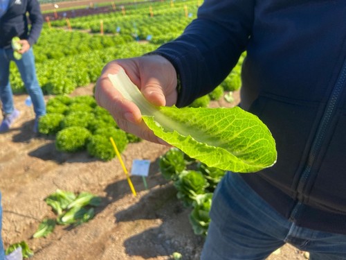 Lechuga Snack, la cuchara comestible más famosa