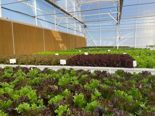 Invernadero de cultivo hidropónico