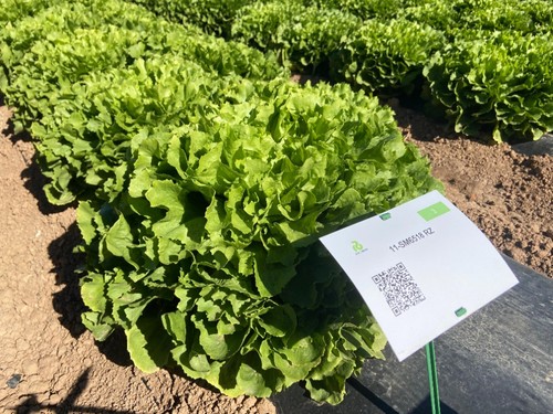 11-SM6518 RZ, nueva variedad de escarola lisa