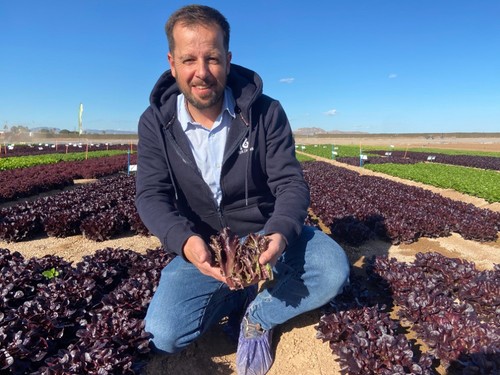 Andrés Román, especialista de cultivo de lechuga