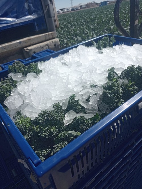 Tras la recolección, a Bimi® se le aplica hielo para alargar su vida útil