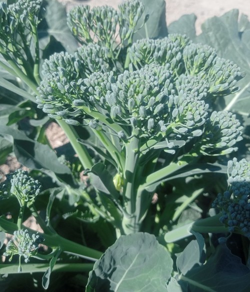 La zona de Totana es ideal para el cultivo de Bimi® en invierno