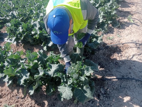 La recolección es el momento más crítico de este cultivo