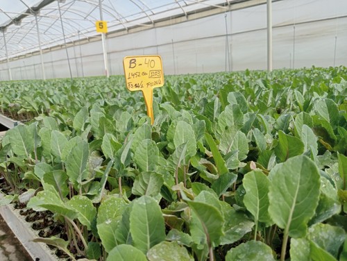 Instalaciones de Cooperativa Agrícola Sacoje